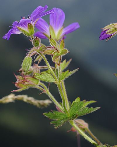 Geranium sylvaticum